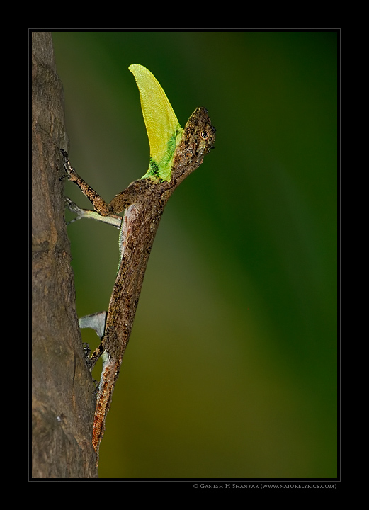 Draco -  flying lizard