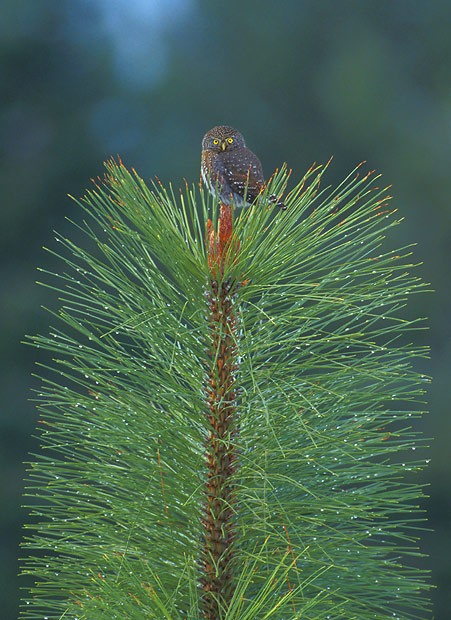 Mighty little owl