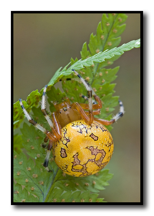 Marbled Orb Weaver