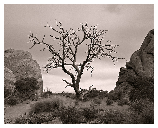 WC #258, Bare Trees