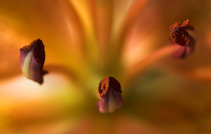 Lily - my nod to Bill Fach