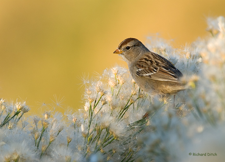 White-crowned Sparrow