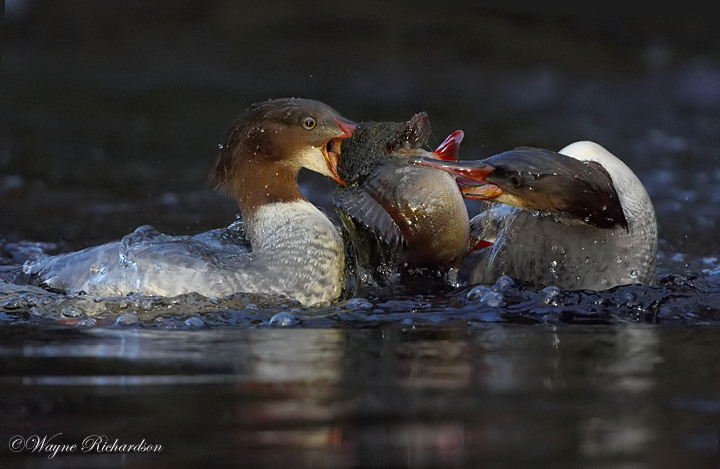 2 Redheads & 1 Perch