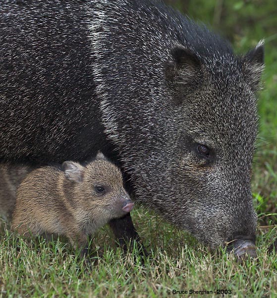 Javelina with little one from TNP outing
