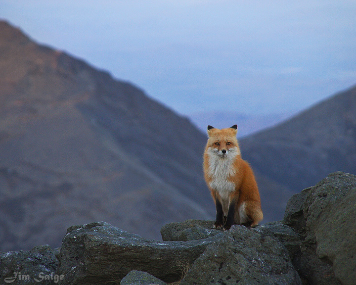 Alpine Fox