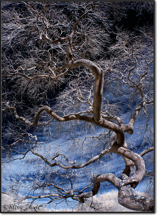 Infrared Weeping Japanese Winter