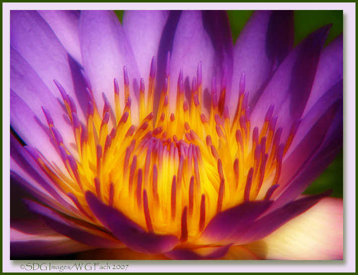 Orton Waterlilly 2