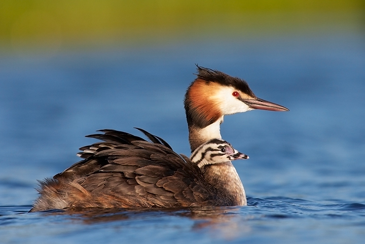 Great Crested Grebe with chick