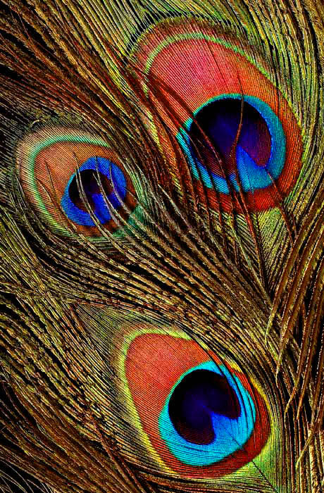 Peacock Feathers