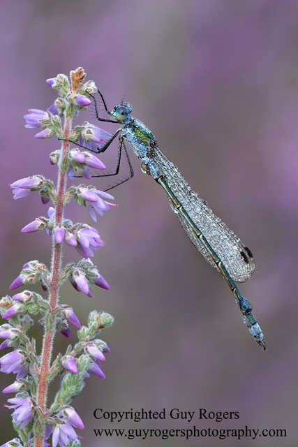 Emerald damselfly covered in dew