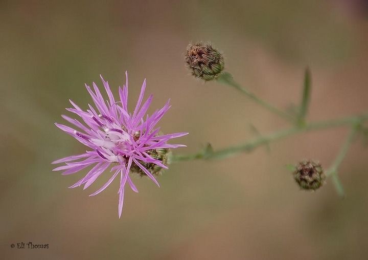 Close up of a flower