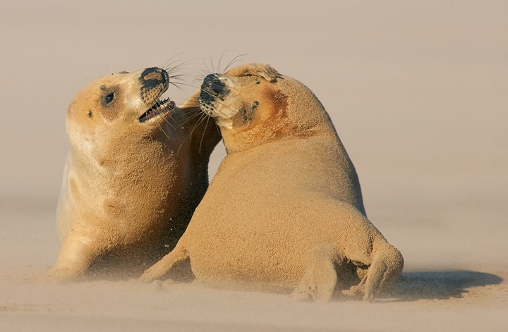 Sandy Seals