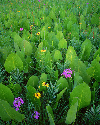 Elephant Ears-Tallgrass Prairie