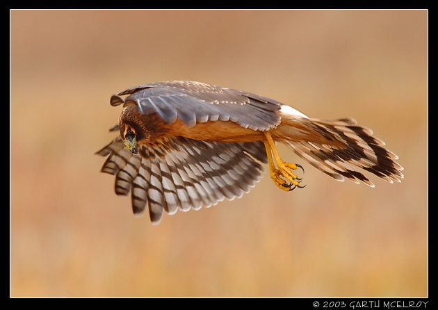 Northern Harrier