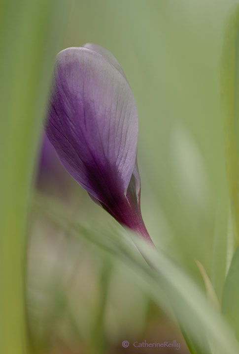 First of Spring In Late Winter