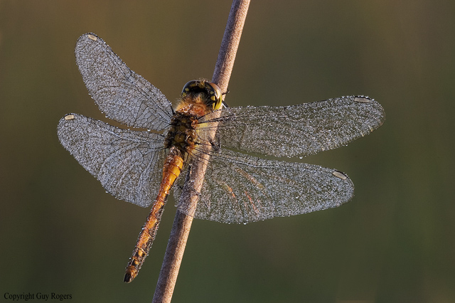 Black Darter covered in dew catching the morning sun