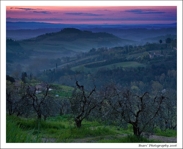 Olive trees