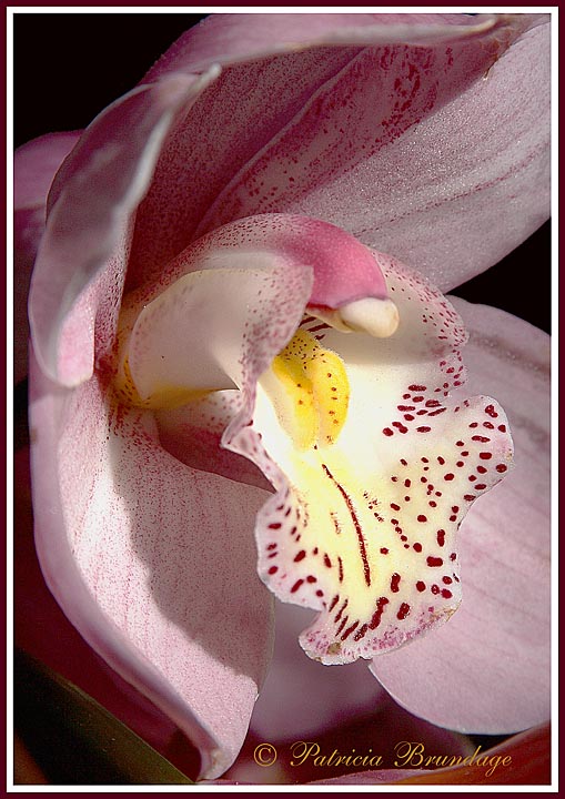 Orchid to Cheer Christine