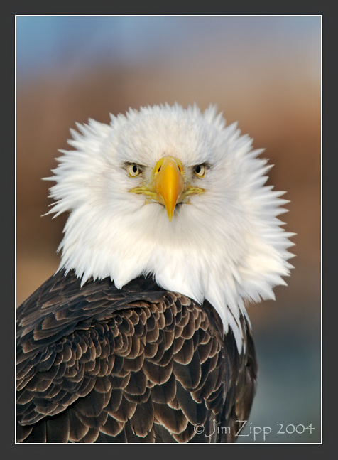 Ruffled Eagle