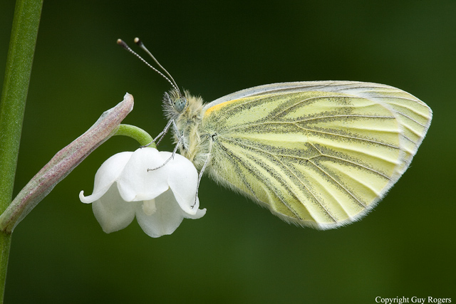 Green Veined White Butterfly