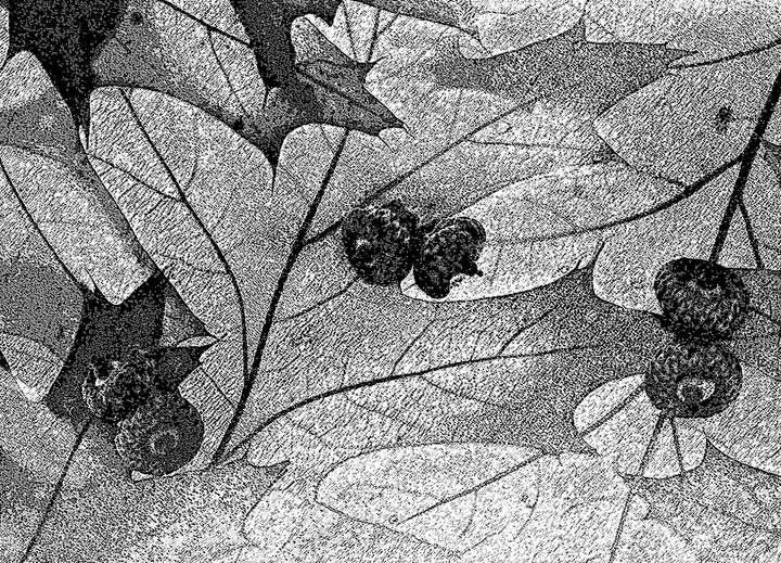 3 acorns