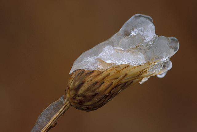Icy Weed