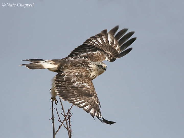 Rough-legged Hawk