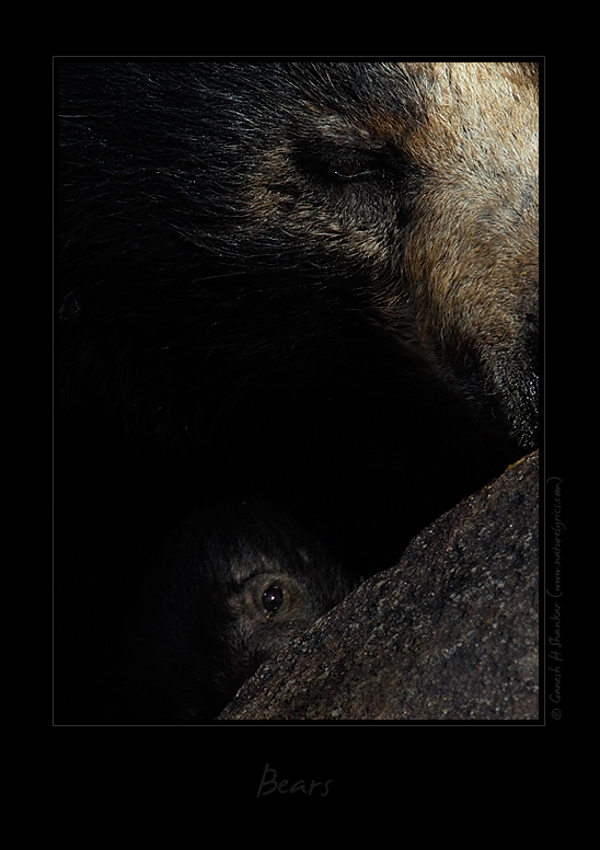 Bear and its cub - a perspective