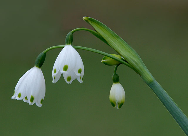 Snow  Drops 2004
