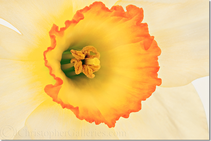 Spring Trumpet