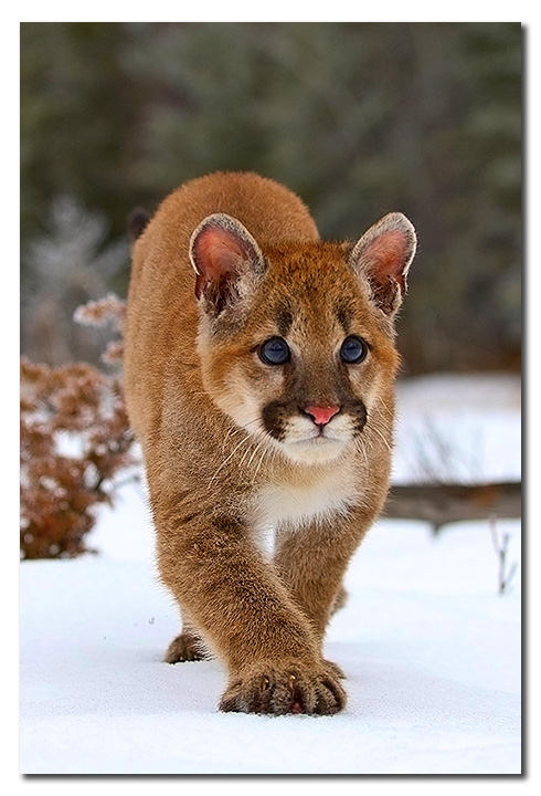Young Mountain Lion  (c)