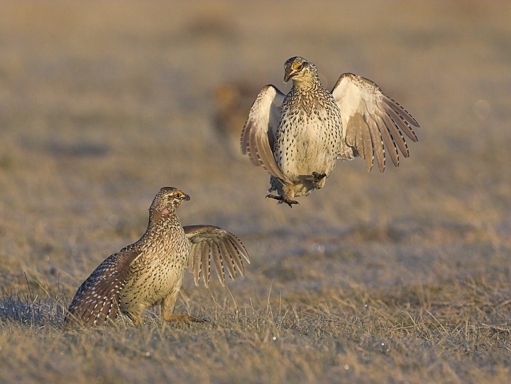 Sharp-tailed Grouse on lek
