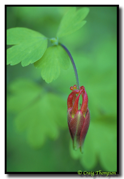 NPWC#275  Crimson Columbine