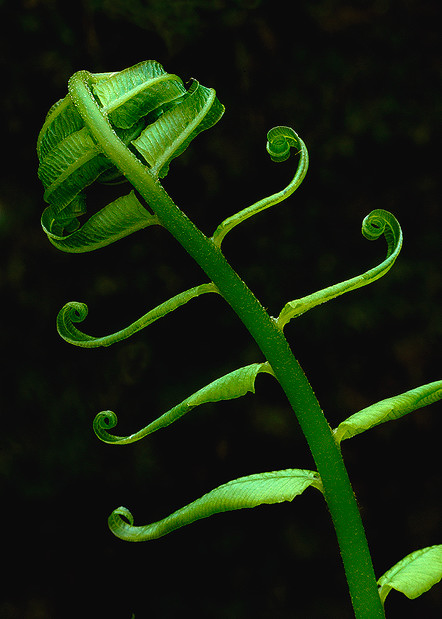Fern Unfurling