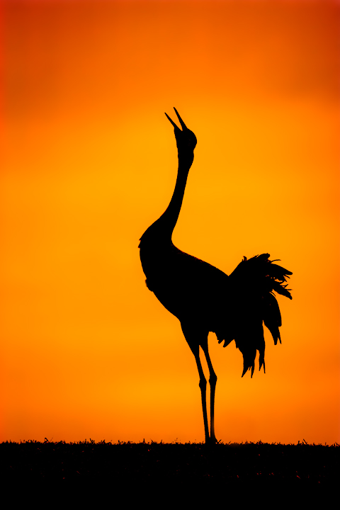 For Bob and Garth - Thanks!!!/Screaming Crane
