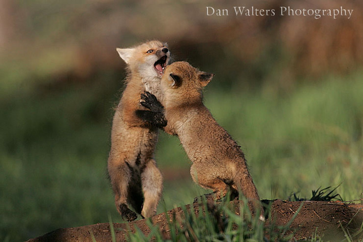 Red Fox Kits
