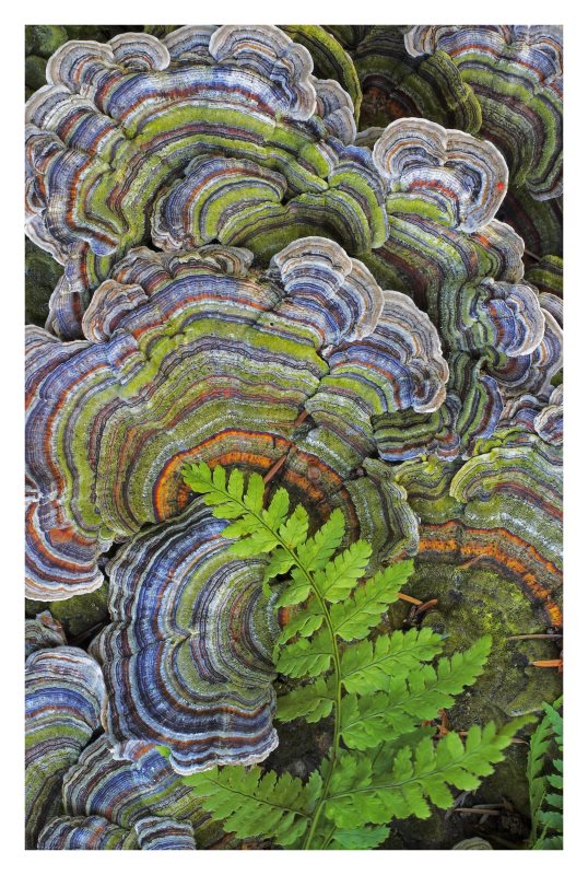 Turkey Tail Bracket Fungus