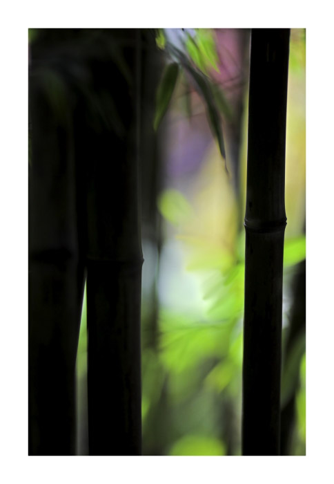 In the Bamboo Two