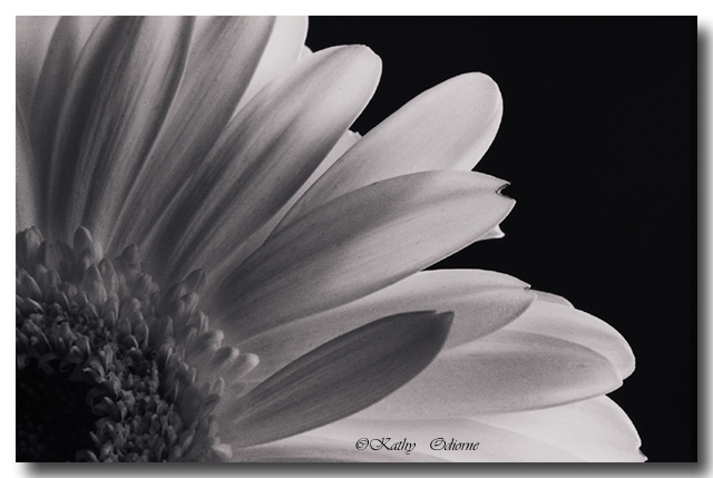 Gerber Daisy B&W