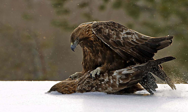 Mating Golden eagle