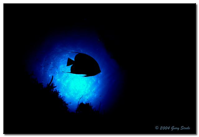 French Angel Silhouette