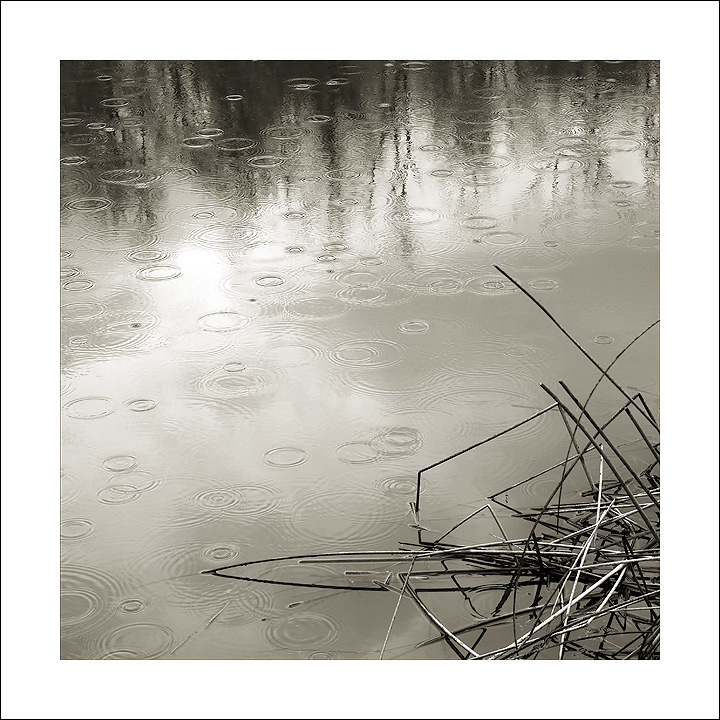 Rain Drops and Reeds