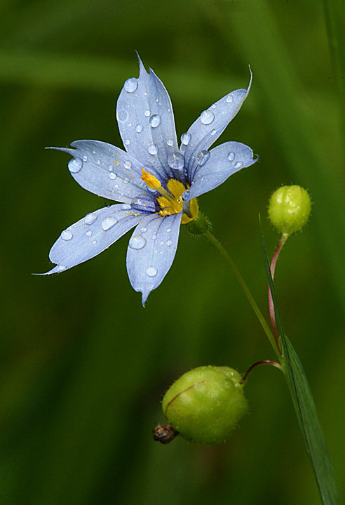 Blue-Eyed Grass