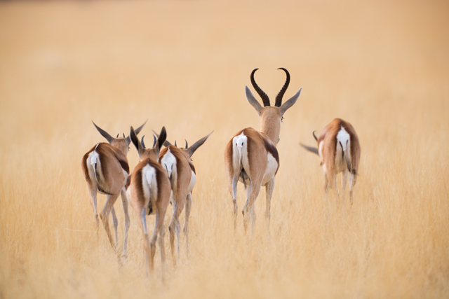 Springboks