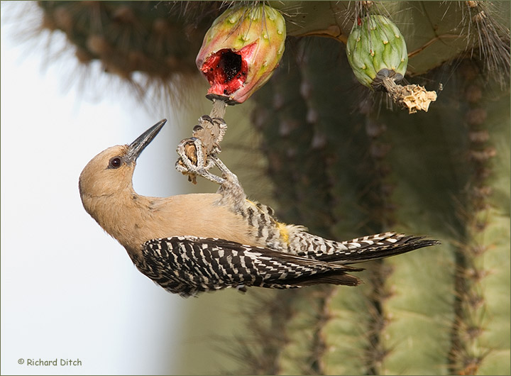 Gila Woodpecker