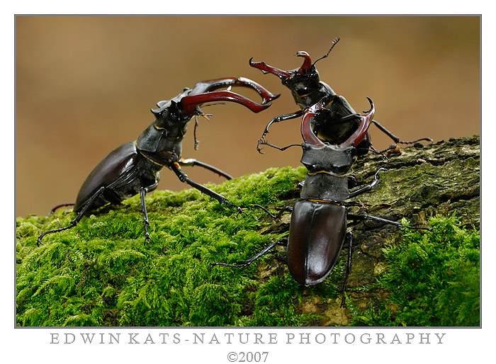 giant battle