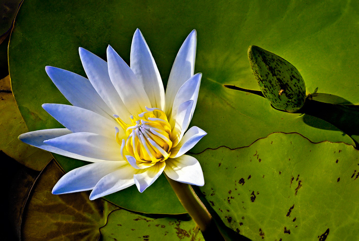 Microcosm in the pond