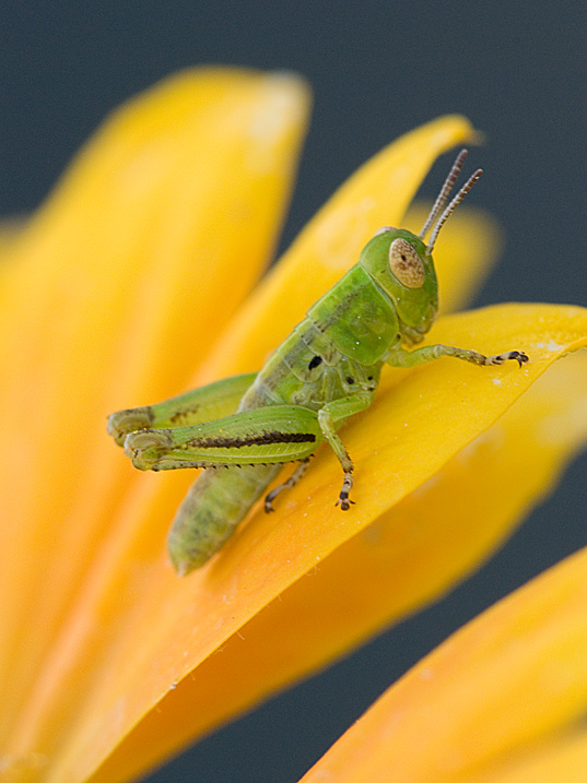 One more GH Instar Shot