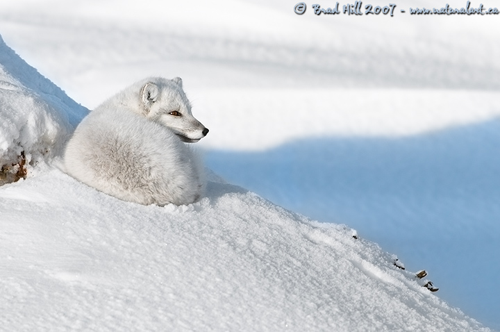 Arctic Fox at Rest