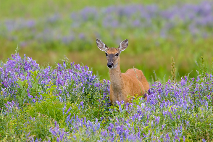 White Tail Deer in Stand of Blue Flowers